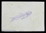 Knightia Fossil Fish - Wyoming #55340-1